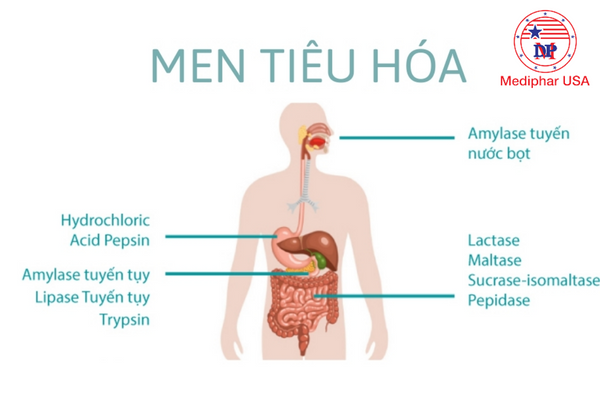 Các thành phần chính có trong men tiêu hóa của người lớn men tiêu hóa cho người lớn