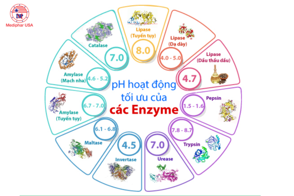 các loại enzyme trong cơ thể người