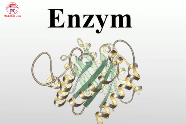 Tìm hiểu các loại enzyme tiêu hóa có trong cơ thể người